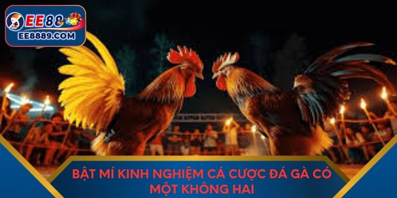 Bật mí kinh nghiệm cá cược đá gà có một không hai