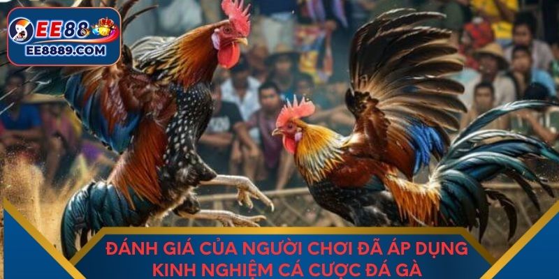 Đánh giá của người chơi đã áp dụng kinh nghiệm cá cược đá gà