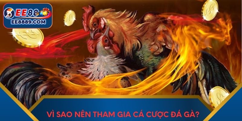 Vì sao nên tham gia cá cược đá gà?